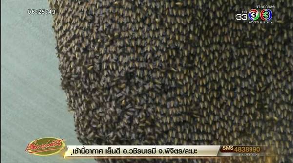 ผึ้งหลวงทำรังตึกรัฐสภา ผึ้งหลวงทำรังตึกรัฐสภา