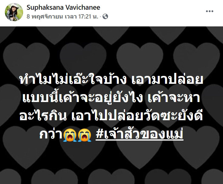กู้ภัยจับแมวเลี้ยงไปปล่อยป่า กู้ภัยจับแมวเลี้ยงไปปล่อยป่า
