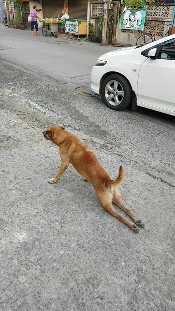 หมาจรจัด หมาจรจัด
