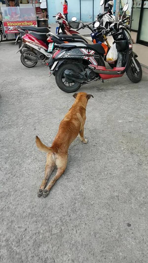 หมาจรจัด หมาจรจัด