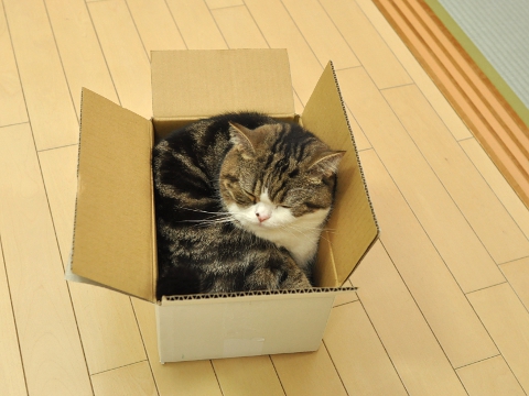 มารุ แมวกล่อง