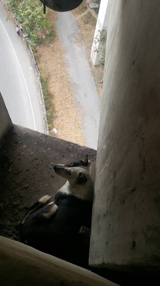 ช่วยสุนัข