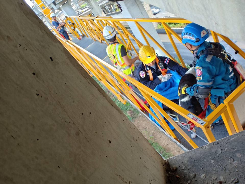 ช่วยสุนัข