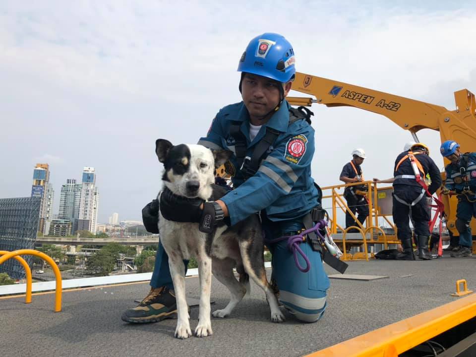 ช่วยสุนัข