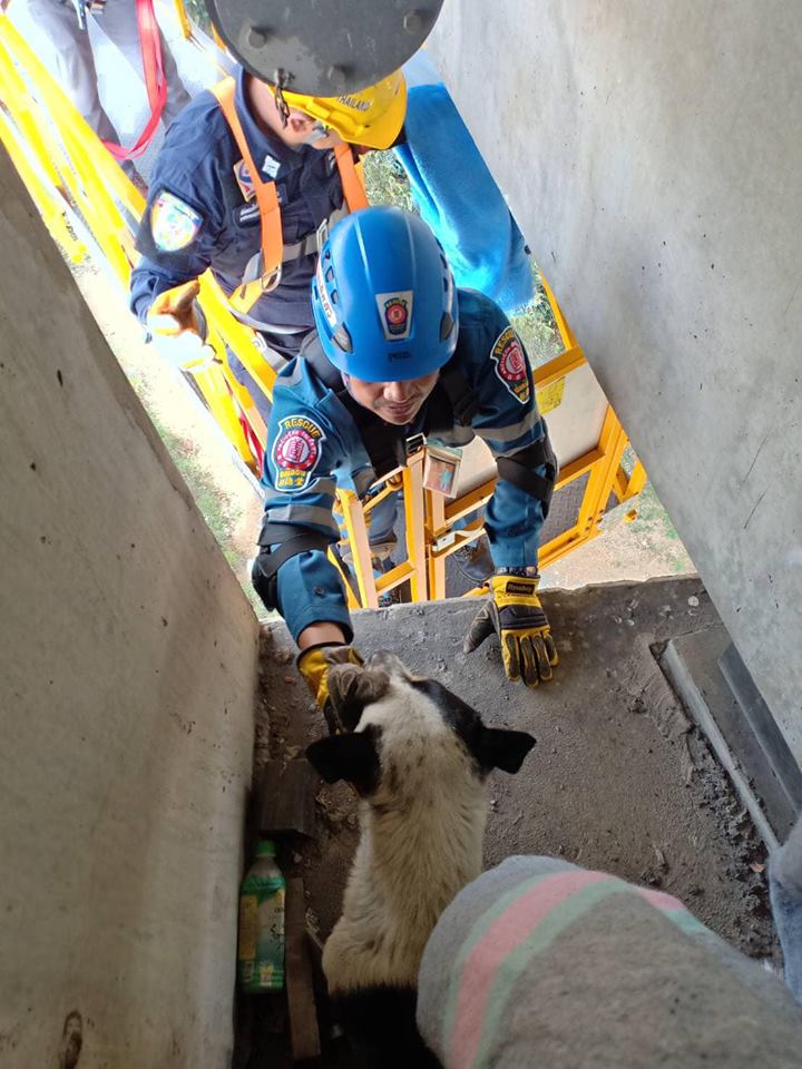 ช่วยสุนัข