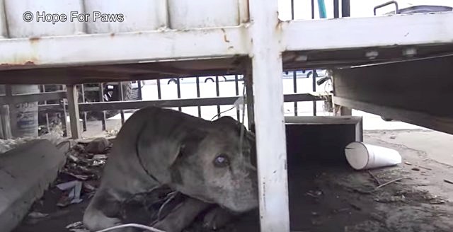 ช่วยหมา