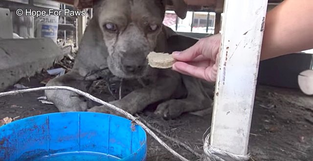 ช่วยหมา