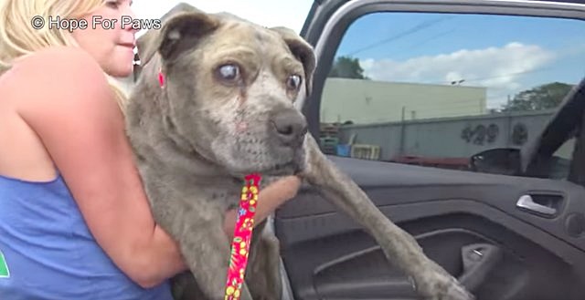 ช่วยหมา