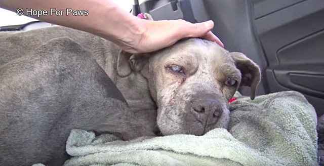 ช่วยหมา