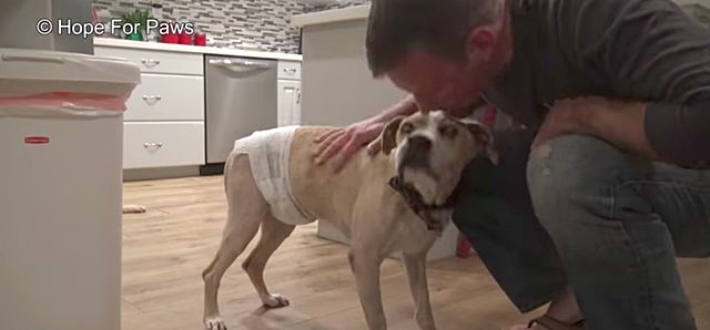 ช่วยหมา