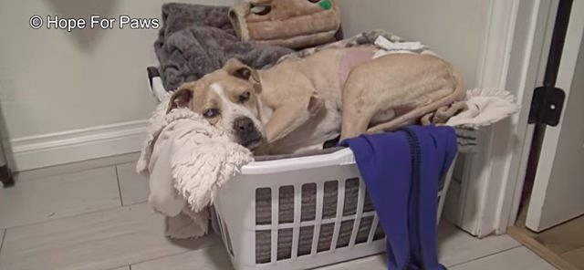 ช่วยหมา