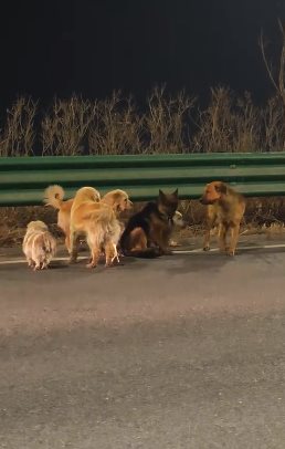 สุนัข 7 ตัว หลบหนีจากแก๊งลักหมา