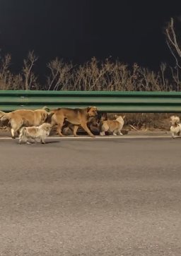 สุนัข 7 ตัว หลบหนีจากแก๊งลักหมา