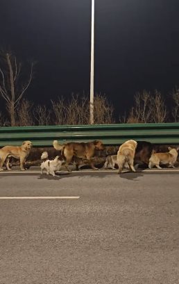 สุนัข 7 ตัว หลบหนีจากแก๊งลักหมา