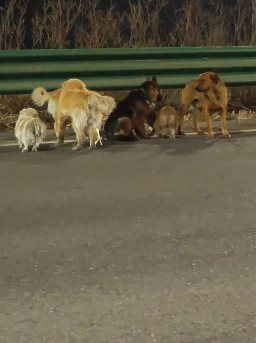 สุนัข 7 ตัว หลบหนีจากแก๊งลักหมา