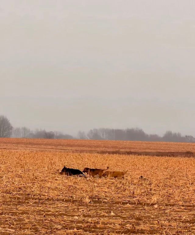 สุนัข 7 ตัว หลบหนีจากแก๊งลักหมา